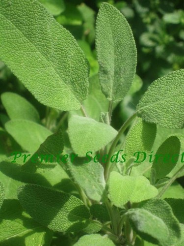 Herb sage broad leaved - herb,