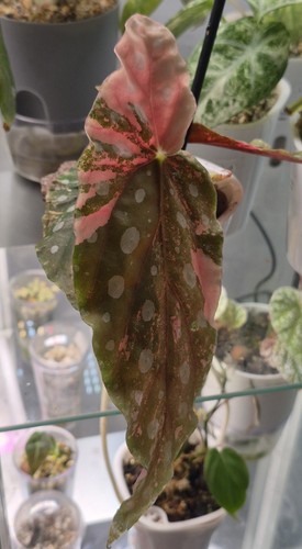 Begonia maculata variegated - begonia,