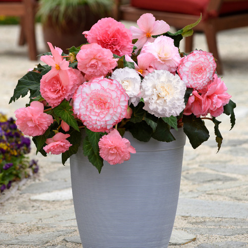 Begonia majestic pink - majestic, shades