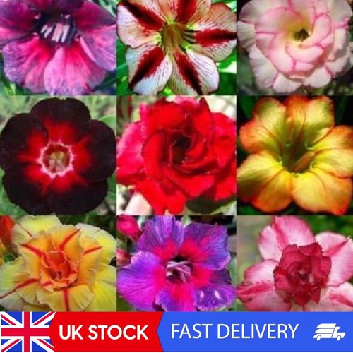 Mixed colors adenium obesum - mixed,