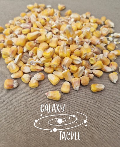 Carp fishing particle - fishing,