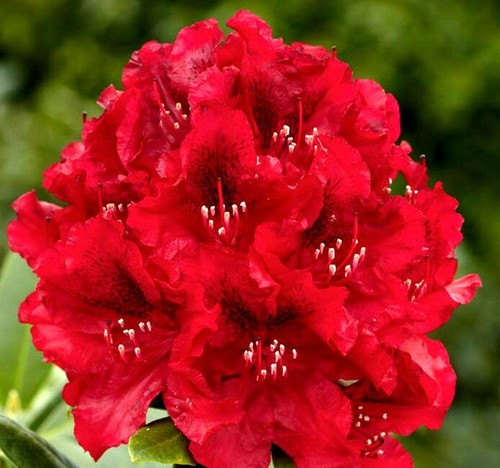 Rhododendron red xxxl deluxe - rhododendron,