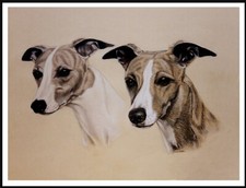 WHIPPET TWO DOGS HEAD STUDY