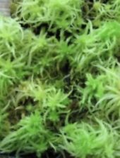 giant african land snail 1