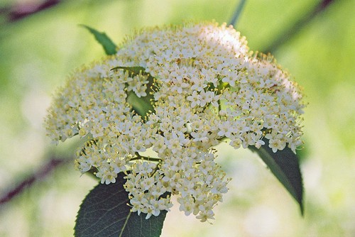 Sambucus nigra - cm,