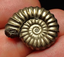 Large Promicroceras pyritosum