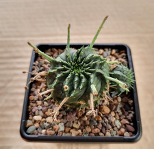 Euphorbia Valida 7cm Pot -