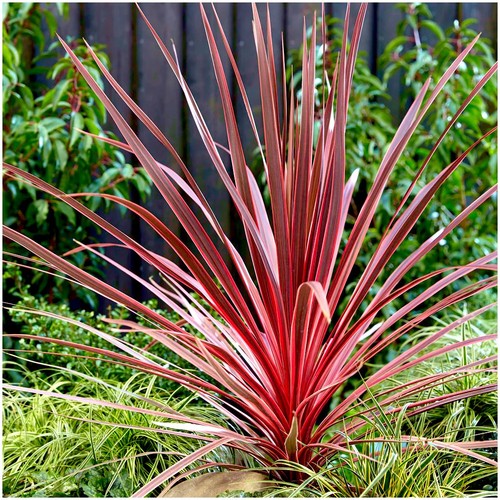 Cordyline charlie boy palm - cordyline, boy'