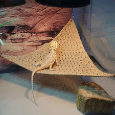 Reptile Hammock Terrarium