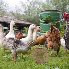  Handmade Bamboo Poultry Cage Chicken Carrying Case Carrier Crate