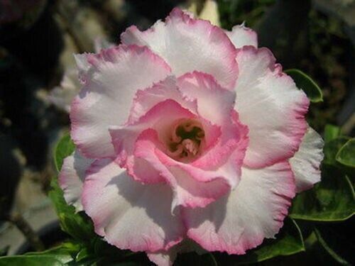 Seeds adenium obesum - of,