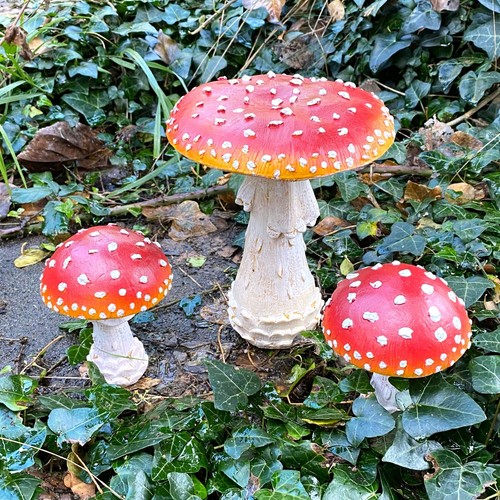 Garden mushroom toadstool - mushroom,
