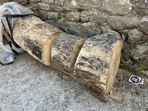 Huge driftwood ash tree stumps - tree,