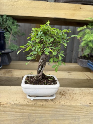 Bonsai tree broadleaf - tree,