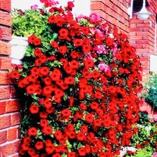 PETUNIA TRAILING RED F1 SEEDS - 10 Pellets