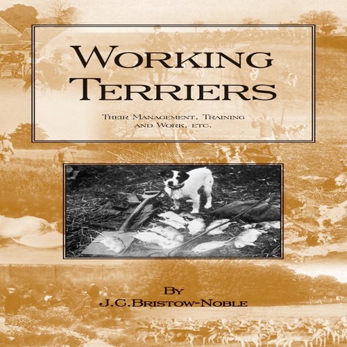 Working terriers their - terriers,