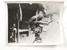 Monkey Ape Movie Camera Film