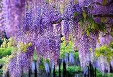Wisteria Sinensis Chinese