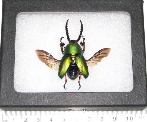 Lamprima adolphinae green form - lamprima,
