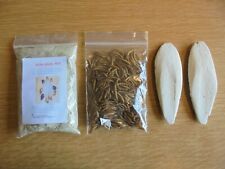 GIANT AFRICAN LAND SNAIL FOOD