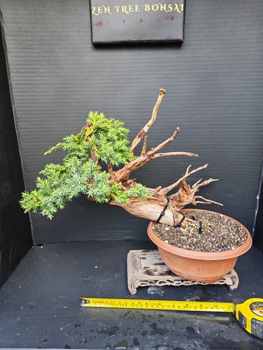 Tanuki needle juniper bonsai - needle,