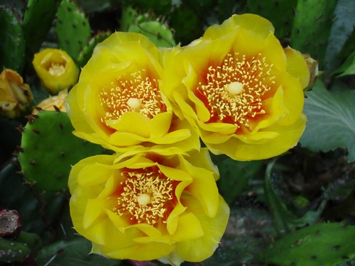 Pads eastern prickly pear - 5,