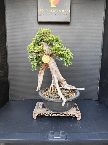 Tanuki needle juniper bonsai - tanuki,