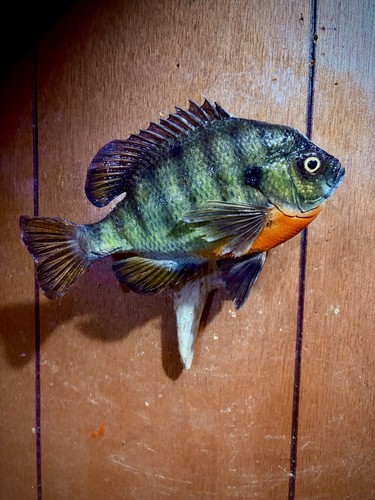 Bluegill taxidermy mount - taxidermy, mount!