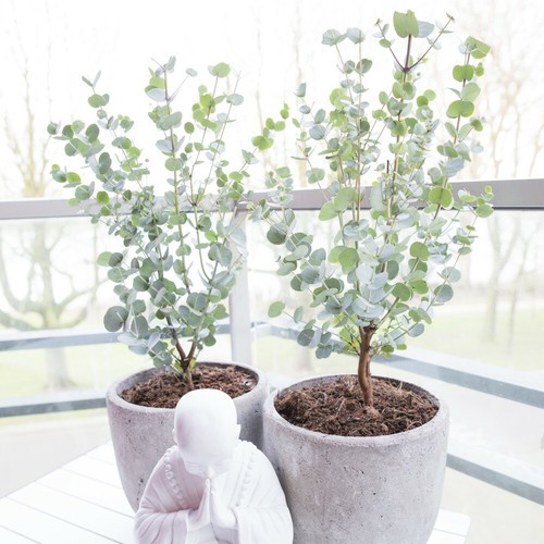 Eucalyptus gunnii azura - eucalyptus,