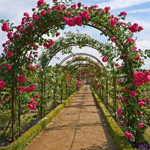 Heavy duty metal garden arch - heavy,