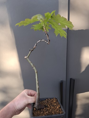 Red oak bonsai tree - ,