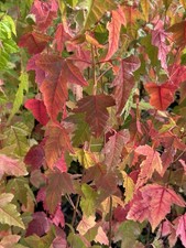 3 X Trident Maple - Acer