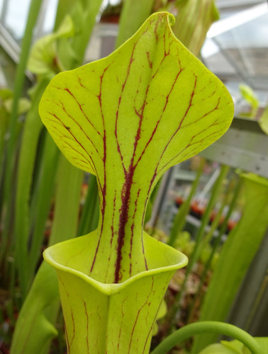 Sarracenia flava ornata - sarracenia, v.
