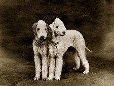 BEDLINGTON TERRIER CHARMING