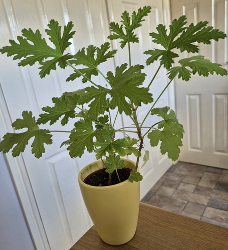 Pelargonium lemon scented - pelargonium,