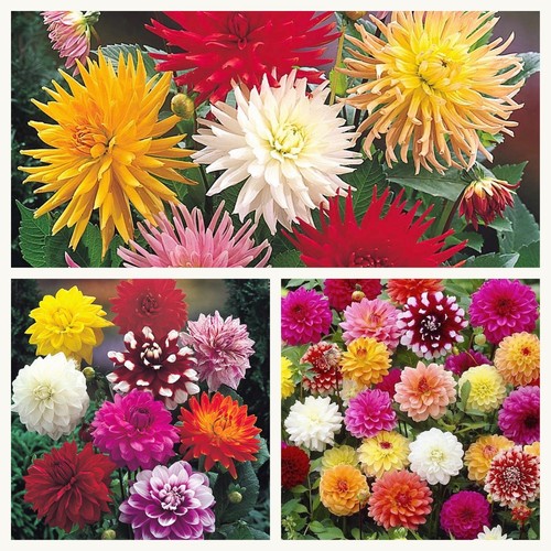 Dahlia mixed tubers - x, 5