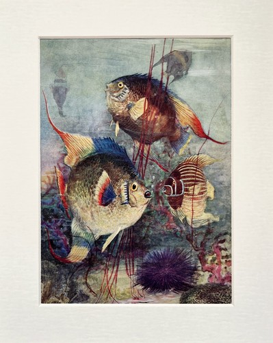 Tropical fish angel - angel,