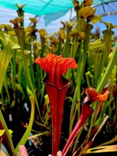 Sarracenia Oreophila x Asbo