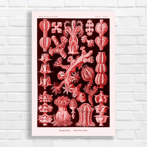 Vintage botanical gorgonidae - vintage,
