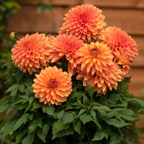 Dahlia dalina maxi apricot - maxi,