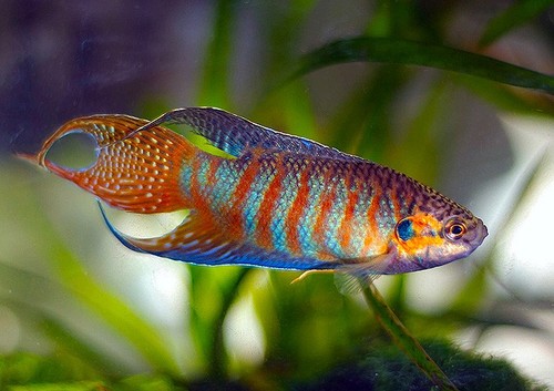 Blue paradise gourami live - paradise,