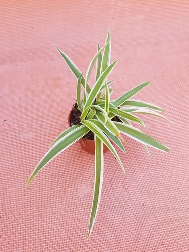 Live spider plant - live, 2"