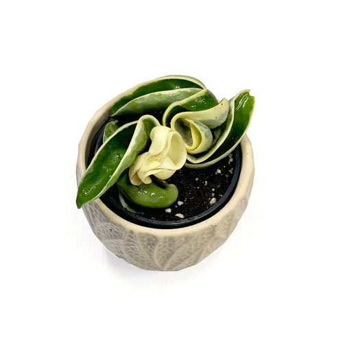 Variegated hoya carnosa - variegated,