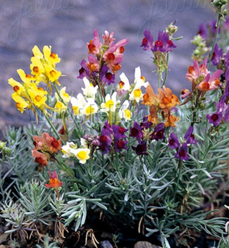 Linaria neon lights mixed - lights,