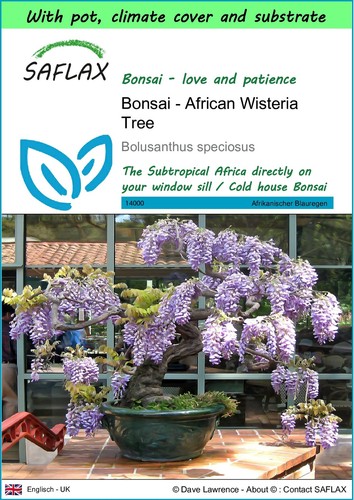 Saflax garden bonsai - saflax,