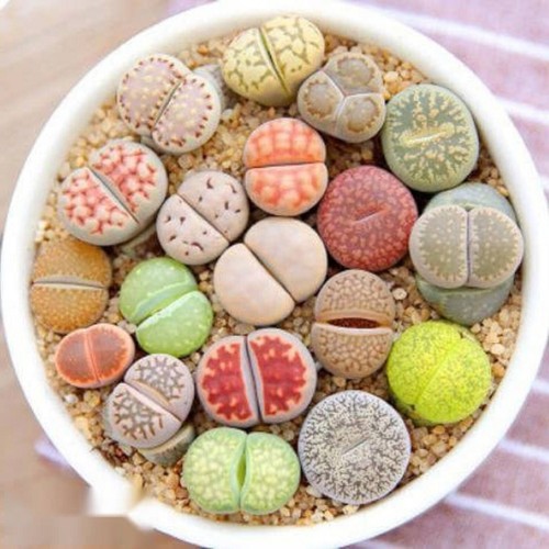 10x mixed lithops living - mixed,