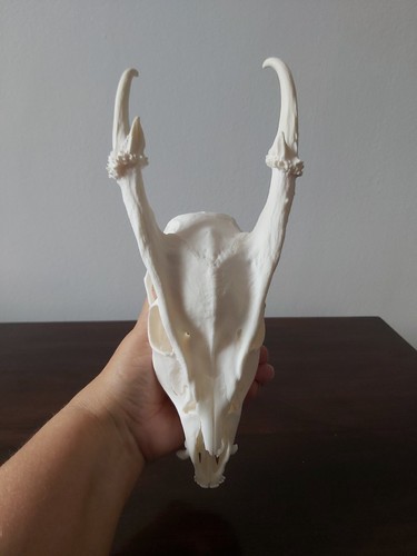 Muntjac buck deer skull - buck,