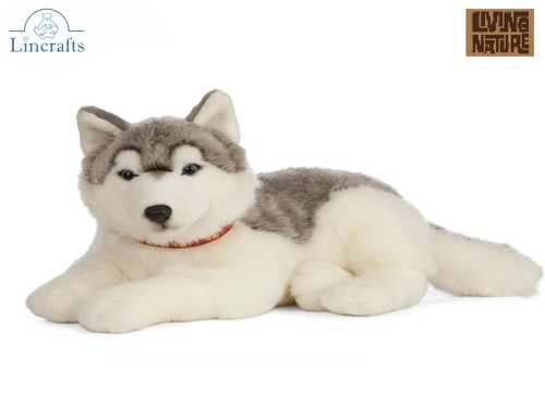 Lying husky dog - husky, plush