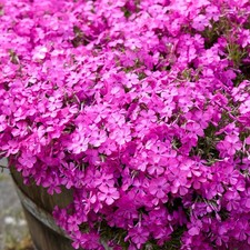 Phlox subulata mcdaniel s - x,