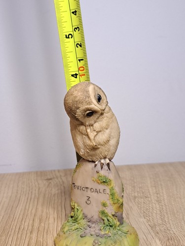 Teviotdale owl sitting - owl,